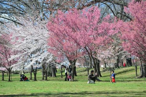 Branch Brook Park cherry blossoms 2019: How and when to see them