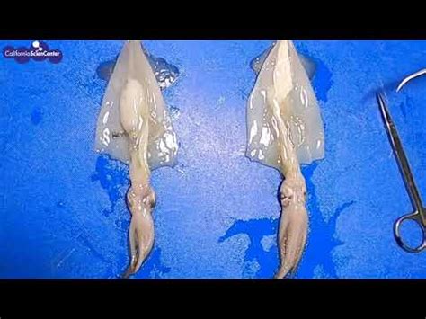 Squid Dissection Labeling