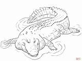 Alligators And crocodiles coloring pages Download Print For Free sketch template