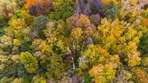 Premium Photo | Autumn forest aerial drone view