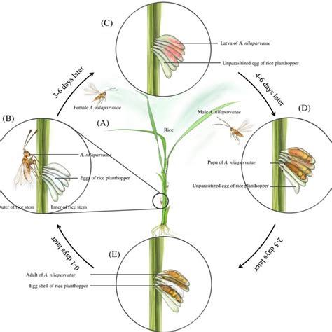 Genome landscape of the parasitoid wasp Anagrus nilaparvatae. The ...