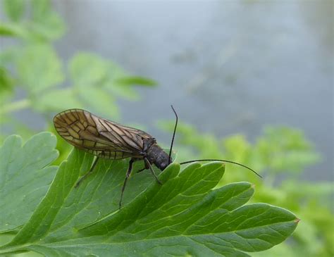 Alder Fly by durleybeachbum