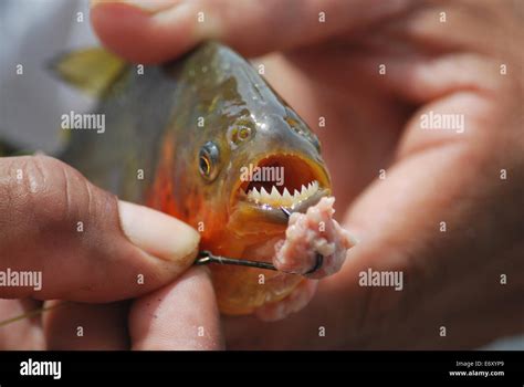 Red-bellied piranha fishing in the pampas region of Bolivia Stock Photo, Royalty Free Image ...