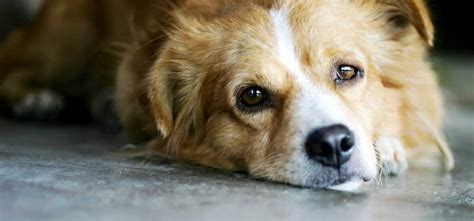 Hypoglycemia In Dogs