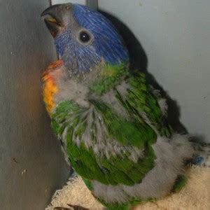 Rainbow Lorikeet « Australian Animals