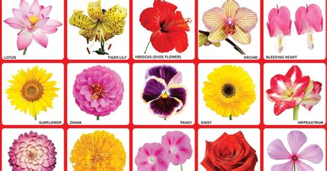 Types Of Flowers Chart Viewing Gallery - Bank2home.com