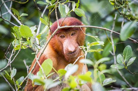 Female proboscis monkey feeding - Stock Image - C038/8238 - Science Photo Library