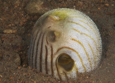 puffer fish inflated | Jayvee Fernandez | Flickr