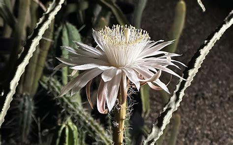 Queen of the Night in Bloom | Desert Botanical Garden