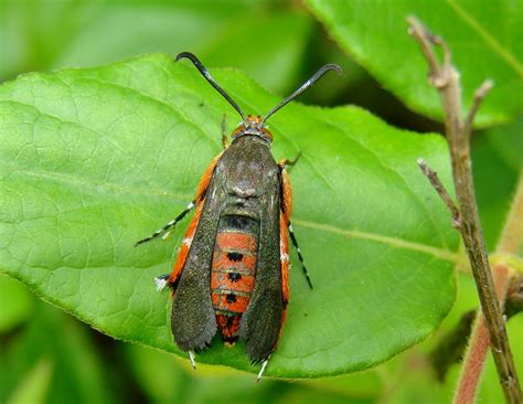 Squash Vine Borer Moth | Melittia cucurbitae | mcnod | Flickr