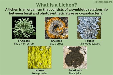 What Is a Lichen? Definition and Facts | Lichen, Types of fungi, Fungi