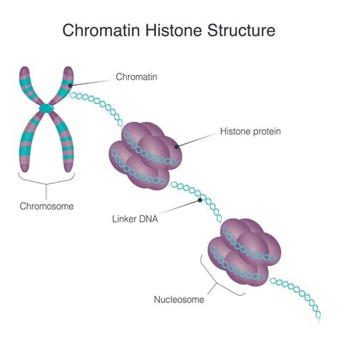 Chromatin Histone Structure 7508607 Vector Art at Vecteezy