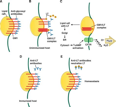 Activation of the enterocyte by LT via the lipid raft and the effects... | Download Scientific ...