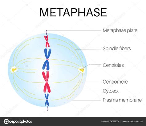 Metaphase Stage Mitosis Eukaryotic Cell Cycle Stock Vector by ©Achiichiii 645999554