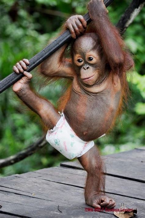 Yetim kalmış Bebek Orangutan Baby Animals Pictures, Funny Animal ...