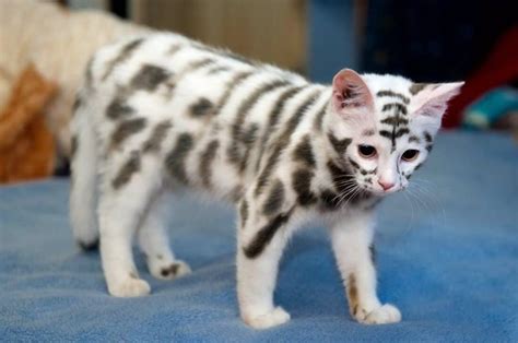 Mini white tiger : r/aww