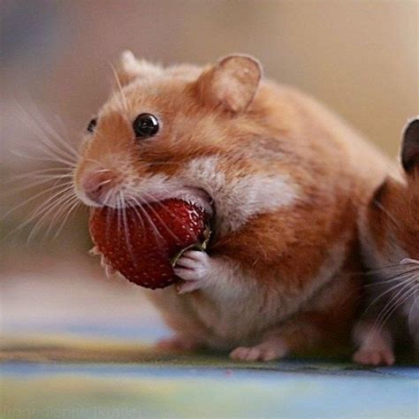 How About Some Hungry, Hungry Hamsters? | CutesyPooh | Funny hamsters, Cute hamsters, Hamster pics