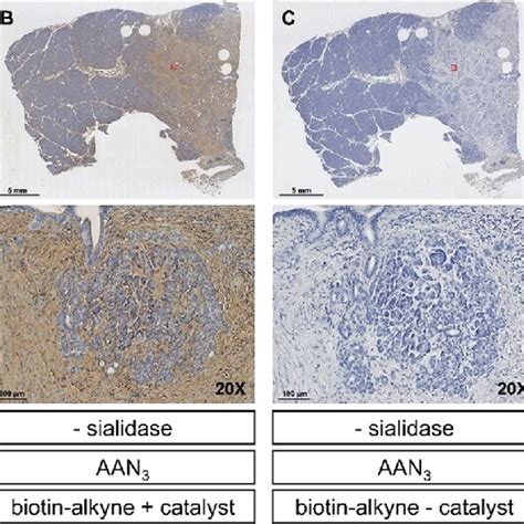 Comparing AAXL and AAN 3 for histochemistry applications. Pancreatic... | Download Scientific ...