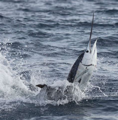 Fastest Fish in the World: Catching a Sailfish in Miami | Official Fishing Charters of Miami ...