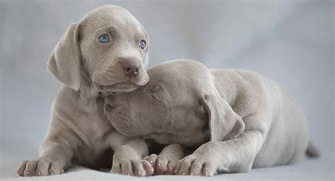 Weimaraner Colors - The Colorful World of the Weimaraner Dog