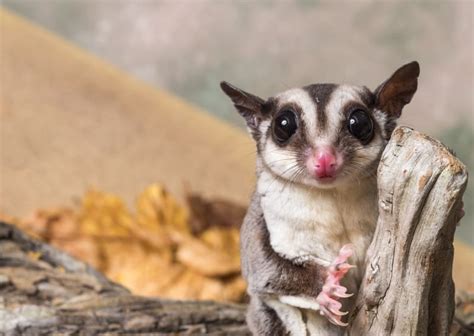 Are Sugar Gliders Good Pets? | Sonora Vets