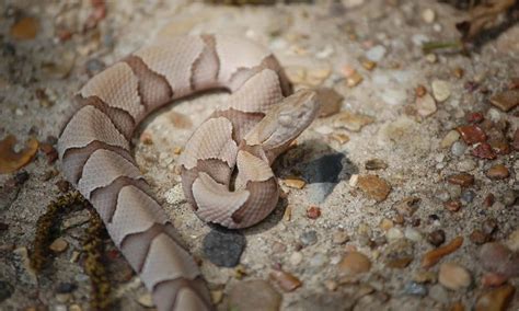 When do Copperheads Hibernate (Brumate) in North Carolina? - A-Z Animals