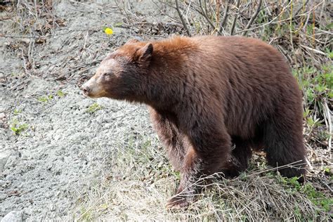 Old Brown Bear coming out of hibernation Photograph by Pierre Leclerc ...