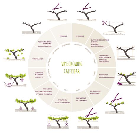 Annual cycle of the grapevine, and vineyard maintenance activities | eVineyard blog