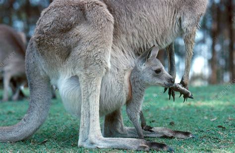 Kangaroo Joey - Stock Image - Z902/0098 - Science Photo Library