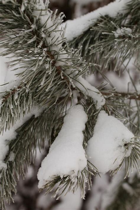 Christmas Tree in Polish Garden.Europe. Stock Photo - Image of ...