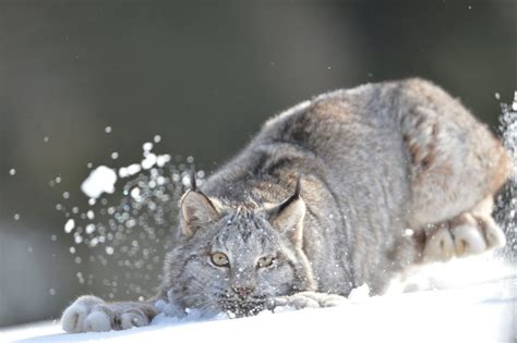 What’s for dinner during the winter? Here’s what wild animals are ...