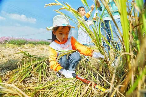 吴兴：萌娃割水稻 体验秋收喜悦-湖州频道