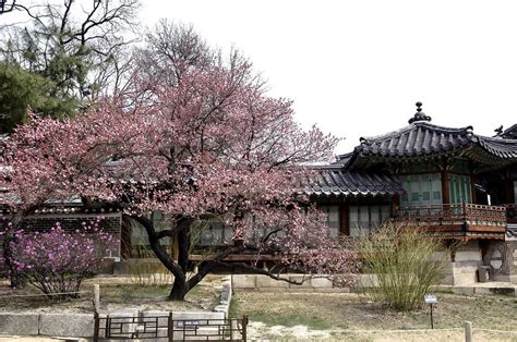 Changdeokgung Palace & Secret Garden - KoreaToDo