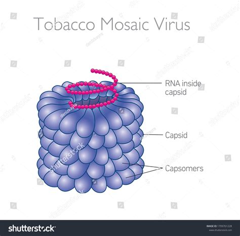 Schematic Model Tobacco Mosaic Virus Tmv Stock Vector (Royalty Free) 1709761228