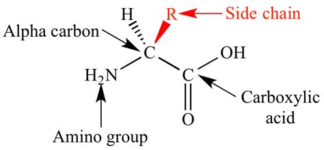 Illustrated Glossary of Organic Chemistry - Amino acid side chain (side ...