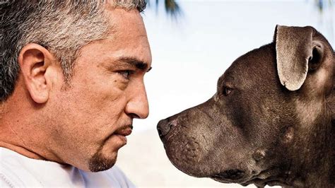 'Dog Whisperer' Cesar Millan Investigated for Animal Cruelty