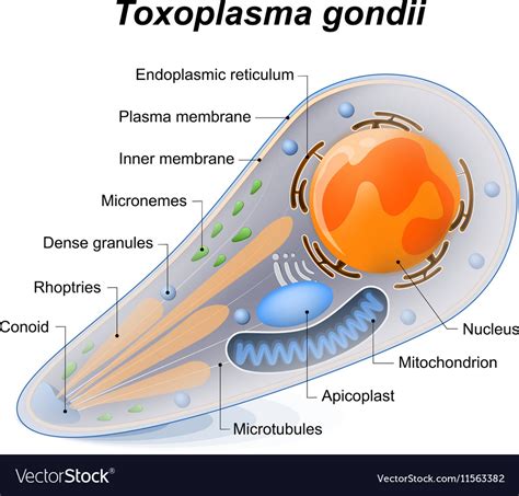 Toxoplasma gondii Royalty Free Vector Image - VectorStock