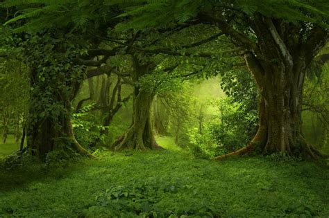 Kate green forest fantastic foggy studio backdrops | Imagem de floresta, Fotos de florestas ...