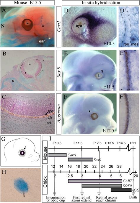 Mouse peri-ocular mesenchyme expresses early cartilage markers and has ...