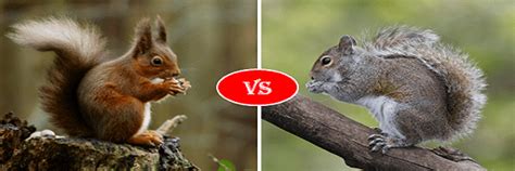 red squirrel vs grey squirrel - Animals Comparison