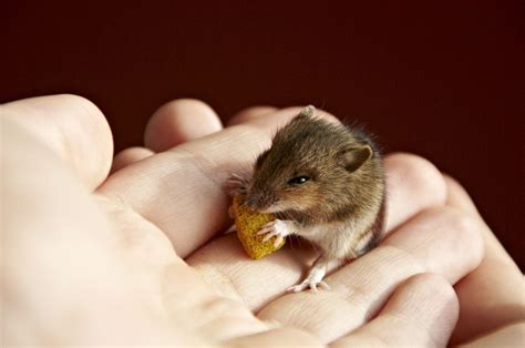 What Do Pet Mice Eat? » Petsoid