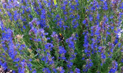 Hyssop Plant: Lovely Herb And Pollinator Lure - Epic Gardening