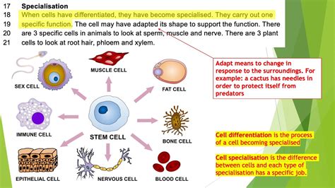 Cell Biology - L4 Differentiation and Specialisation - YouTube