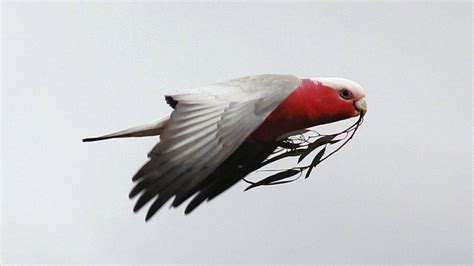 Pet galah goes on Pacific cruise and ends up with own cabin | The Land | NSW