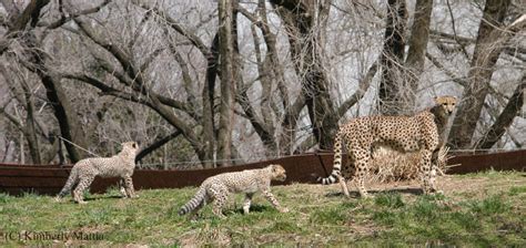 Cheetah mother and cubs by snaphappy101 on DeviantArt