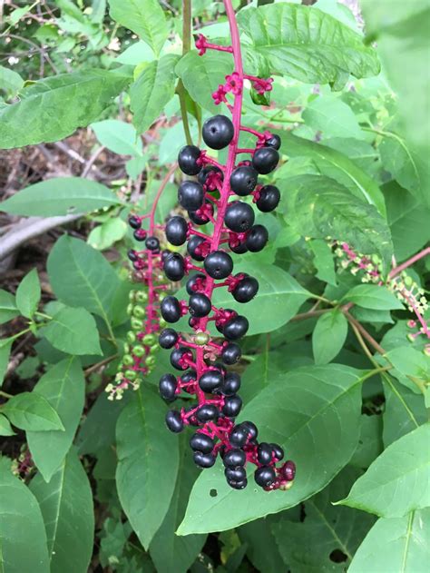 Pretty Poisonous Pokeweed