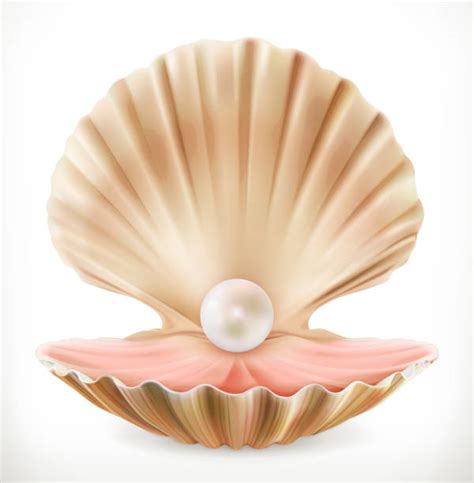 clam shell clip art free 20 free Cliparts | Download images on Clipground 2024