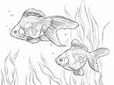 10 Goldfish Coloring Pages Printable For Adults sketch template