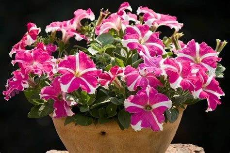 How to Grow and Care for Petunias | Gardener’s Path