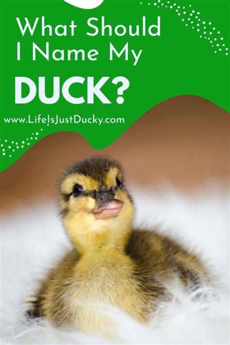 300 Good Duck Names For Your Backyard Flock. - Life Is Just Ducky